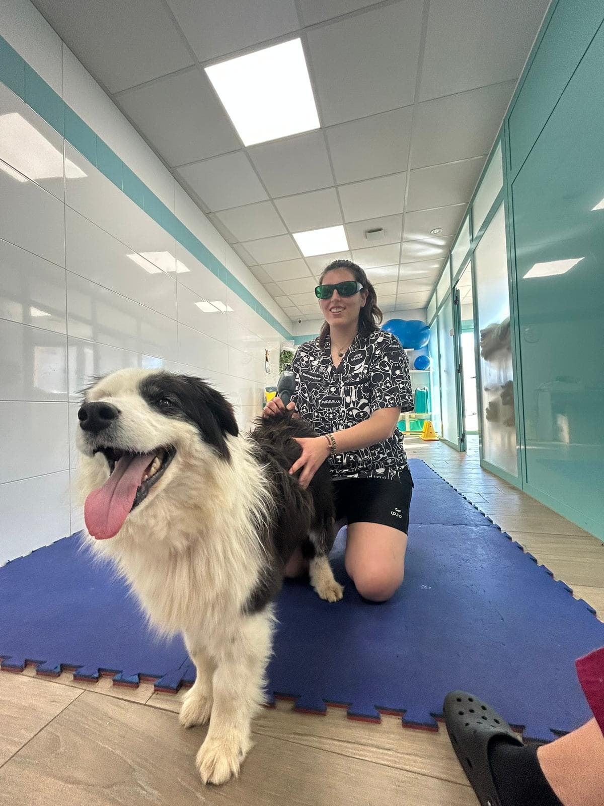 Sesión de fisioterapia canina en Perrifisio